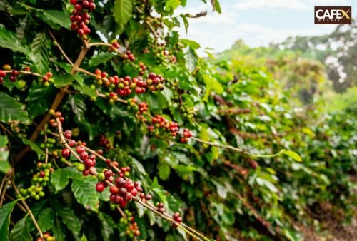 Lavouras de café Cafex no Sul de Minas