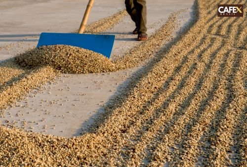 Secagem dos grãos de café Cafex